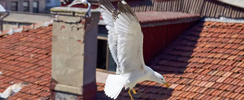 Residential Chimney Animal Removal Solution in Stoneham, MA
