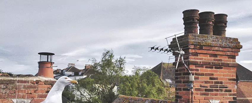 Chimney Cleaning And Restoration in Stoneham, Massachusetts